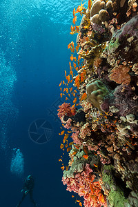 红海潜水红海热带珊瑚礁和潜水员盐水场景植物太阳光海洋海景阳光天堂情调珊瑚背景