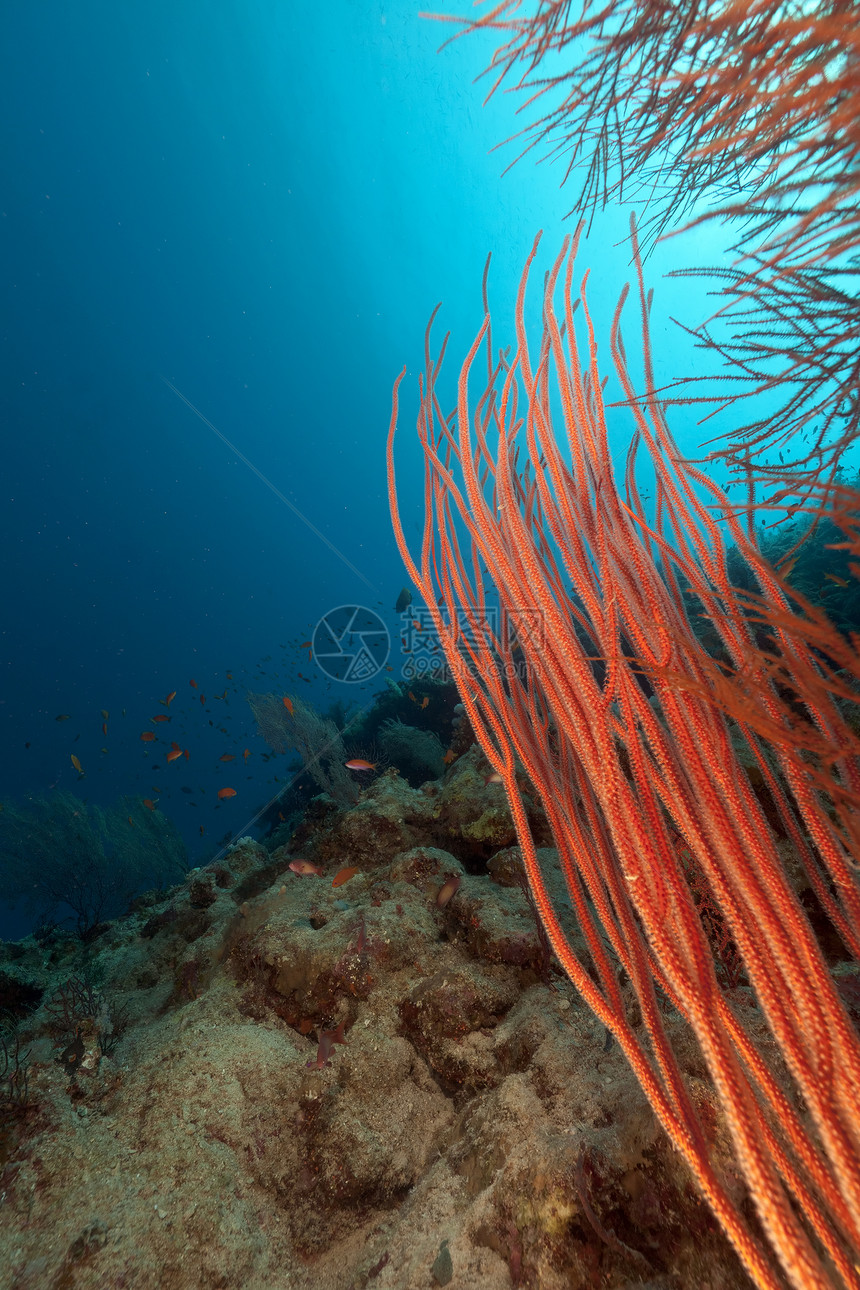 红海的红色聚群鞭盐水太阳光潜水射线异国天堂热带蓝色海洋植物图片