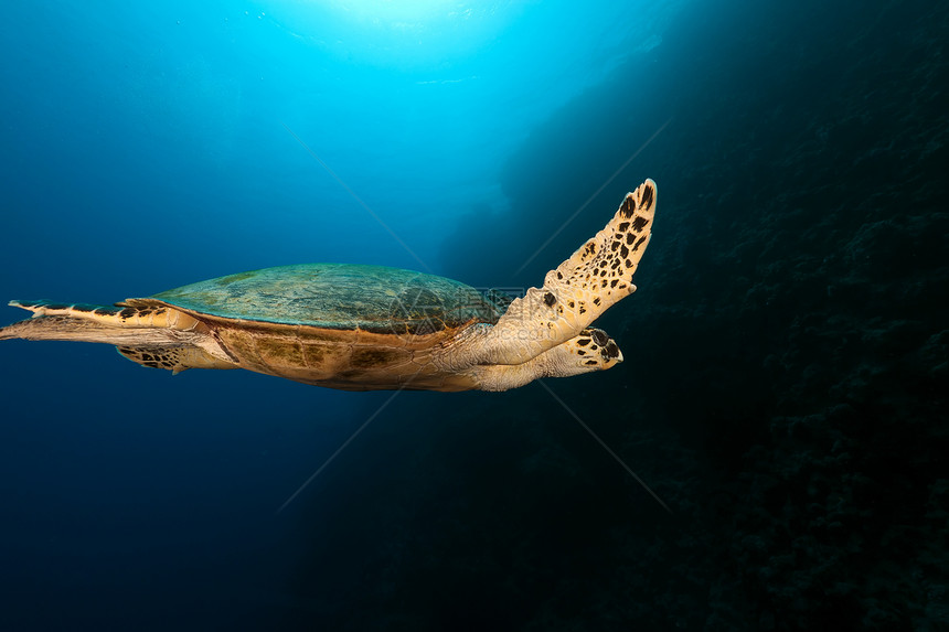 红海的霍克斯比乌龟热带阳光生活海洋场景植物珊瑚潜水蓝色盐水图片