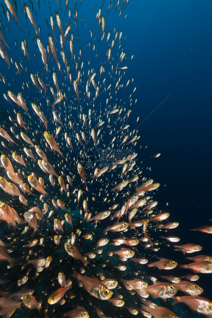 红海的金色扫荡器潜水植物异国盐水海景太阳光阳光情调蓝色天堂图片
