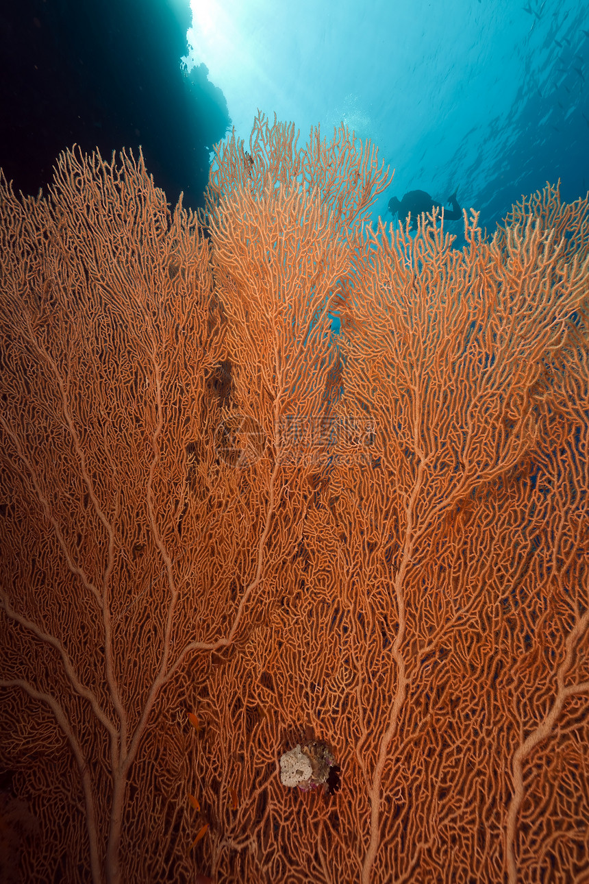 红海的风扇珊瑚图片