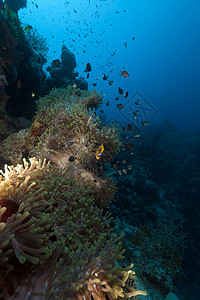 红海小丑鱼蓝色的自然高清图片