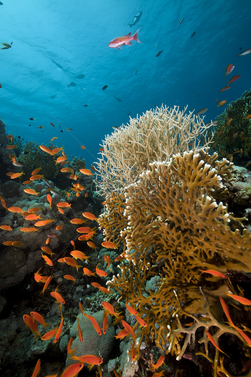 红海热带珊瑚礁海景海洋盐水太阳阳光潜水天堂射线蓝色情调图片