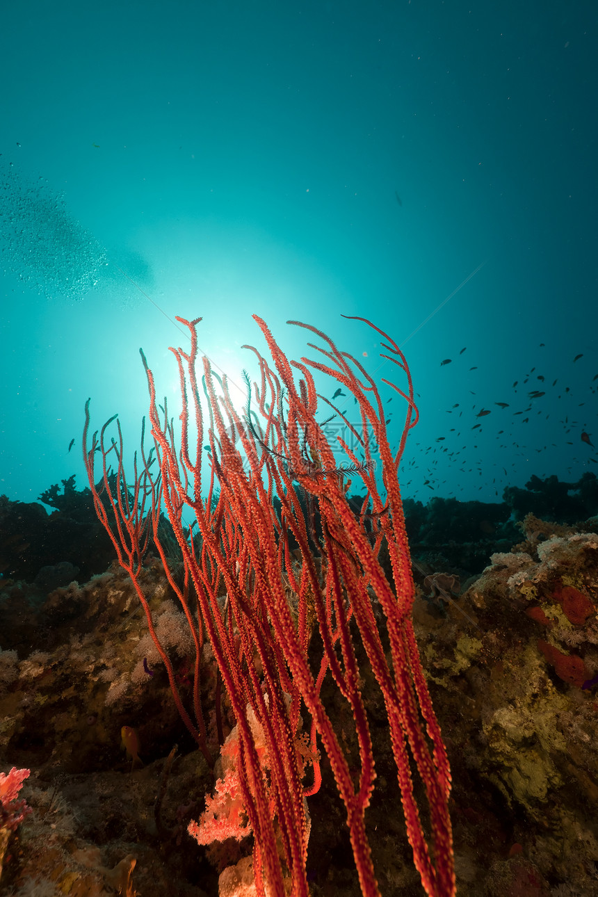 红海的红色聚群鞭植物生活异国海景射线盐水情调潜水太阳太阳光图片