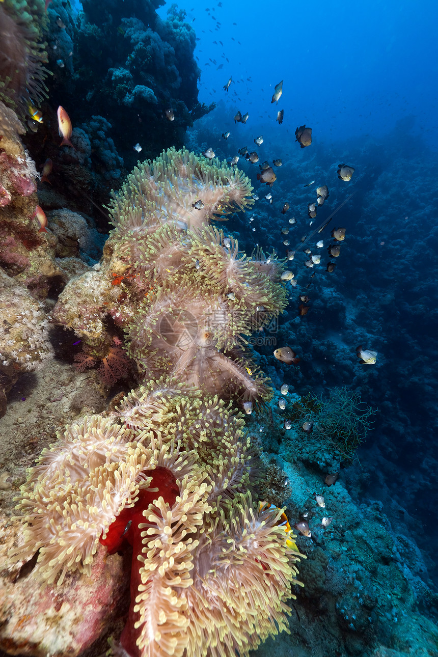 红海的巨型阿内蒙天堂海洋盐水太阳异国海葵情调潜水阳光珊瑚图片