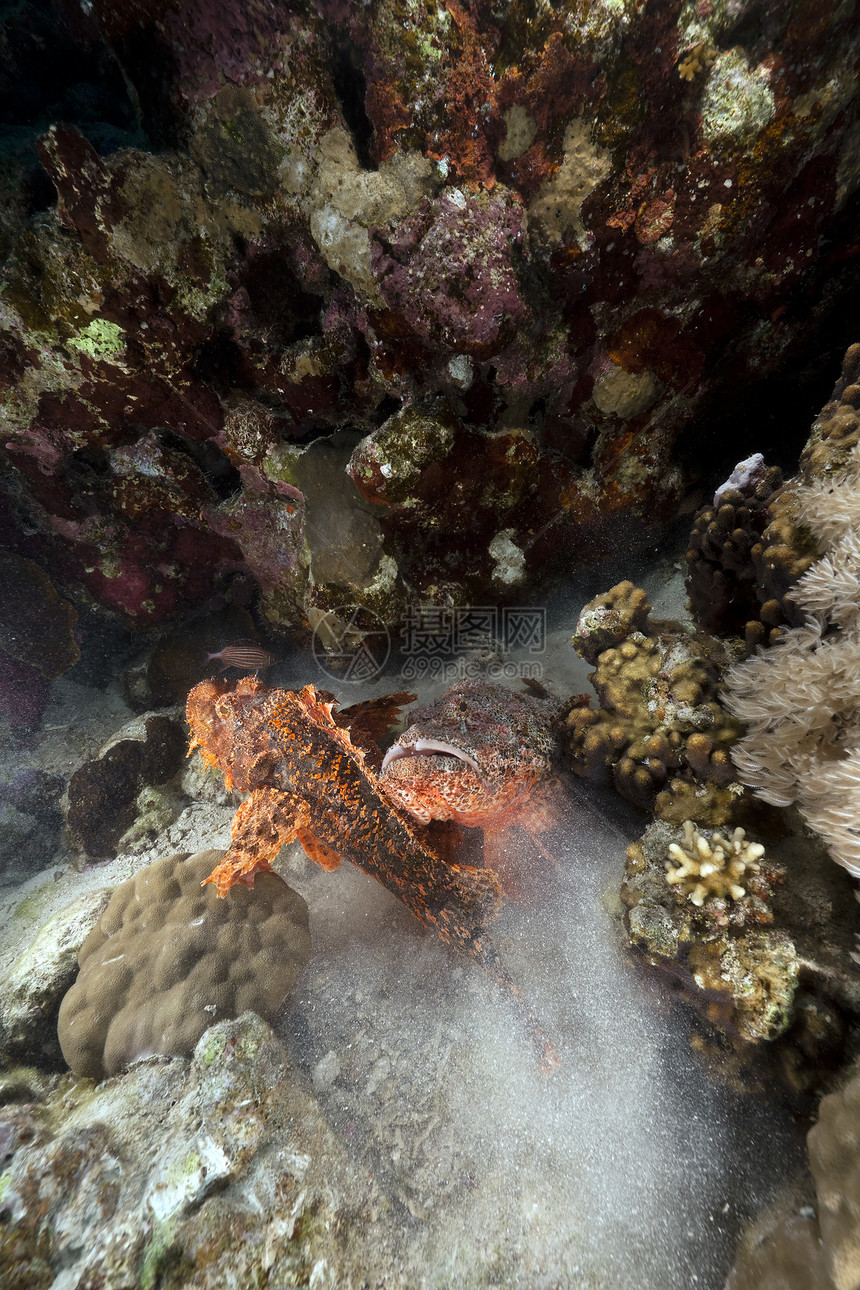 两只蝎子鱼在红海作战图片