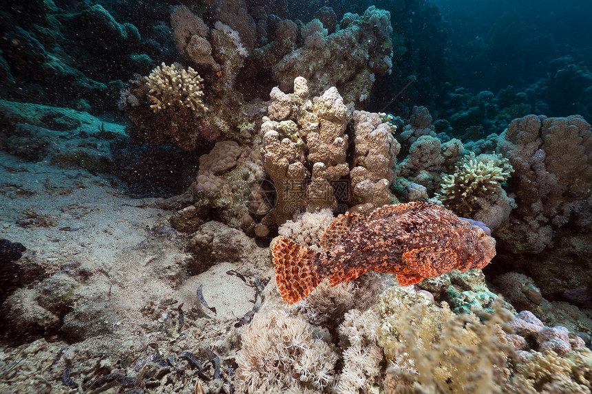 红海的蝎子鱼热带情调珊瑚太阳光植物生活场景天堂蓝色太阳图片