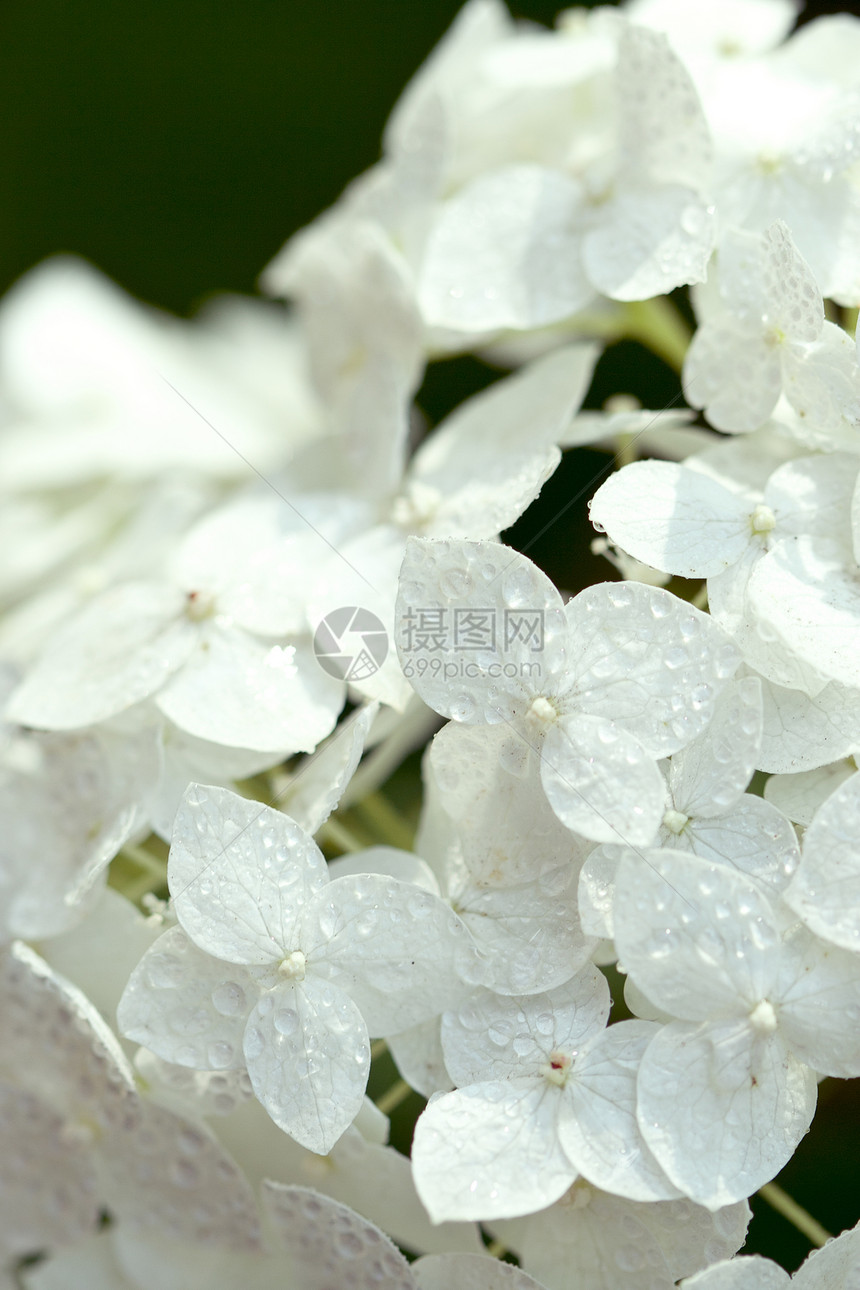 白八丁二烯a生活香味环境生态植物季节花序绣球花投标香气图片