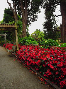 花园景观季节性绿地植物学格子国家植物农村乡村植物群公园背景图片