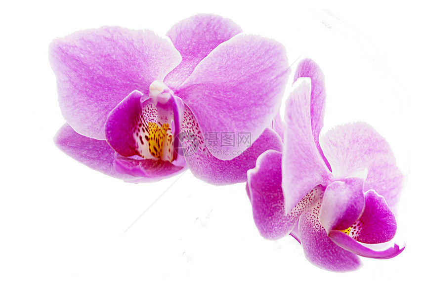 兰花热带叶子植物学花瓣植物框架花束花园蓝色紫色图片
