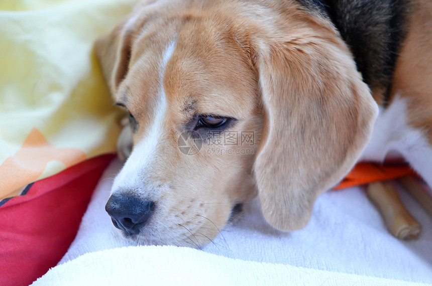 鸟角哺乳动物犬类睡眠宠物枕头白色猎犬婴儿鼻子尾巴图片