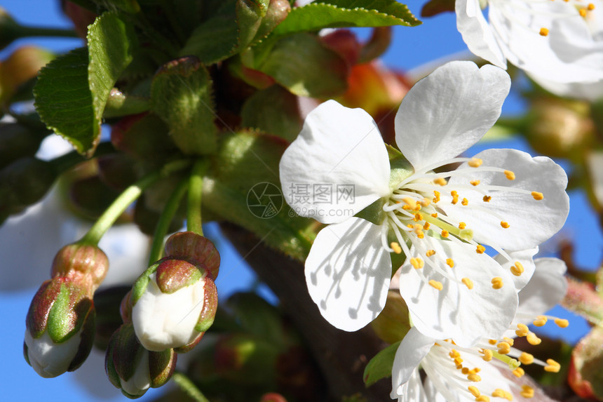 白水果在春天花朵开花耐力水果分支机构花粉生长白色季节图片