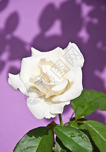 白玫瑰花白色植物群美丽婚礼摄影玫瑰正方形团体花瓣背景图片