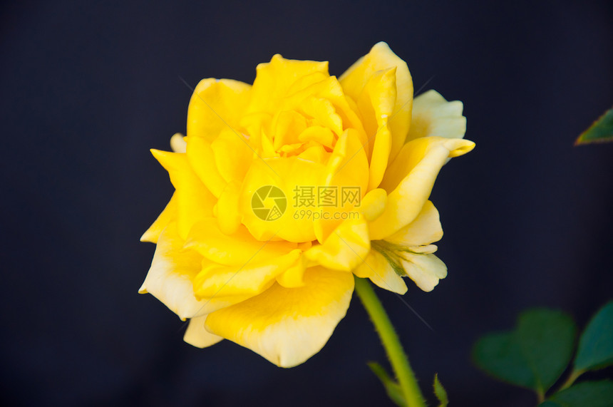 黄玫瑰黄色季节水平黑色背景文化玫瑰绿色摄影植物图片