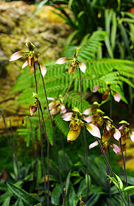 漂亮的兰花 帕菲波普底绿色花园黄色热带兜兰森林植物背景图片