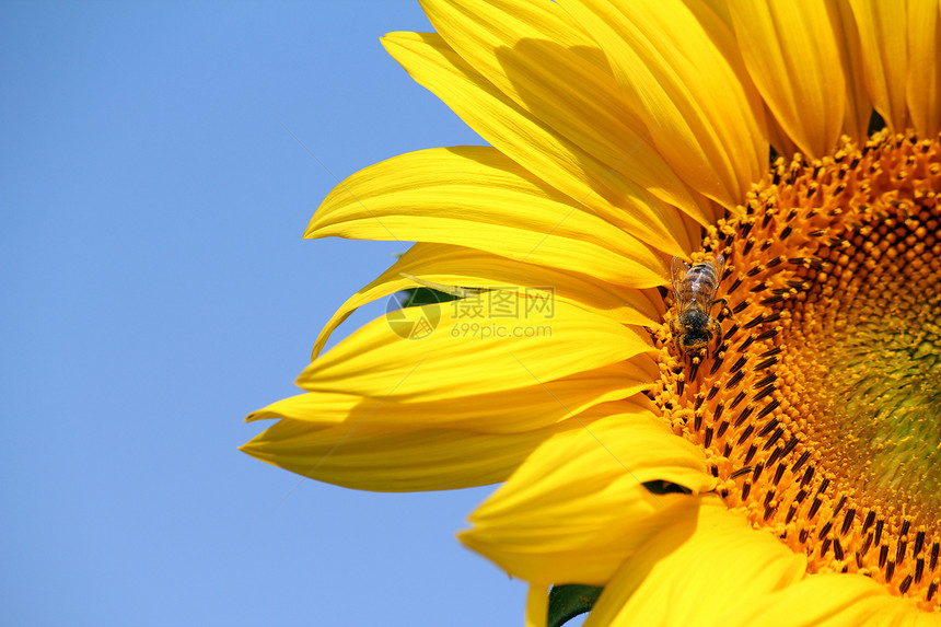 向日葵夏季的蜜蜂蜂蜜叶子花粉黄色农业花蜜乡村蓝色花瓣绿色图片
