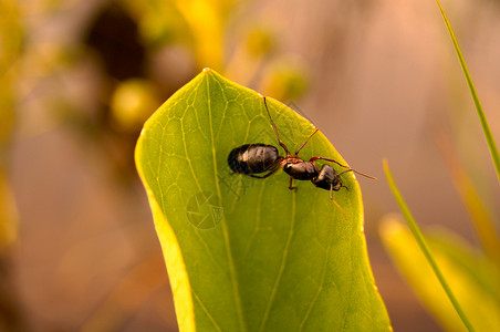 红森林蚂蚁背景图片