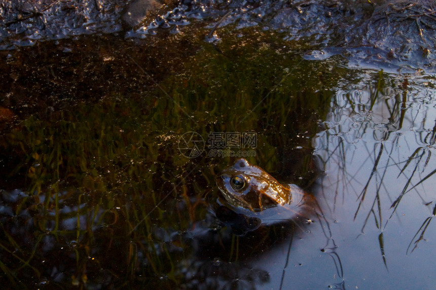 池塘中的青蛙野生动物两栖动物爬虫林蛙图片