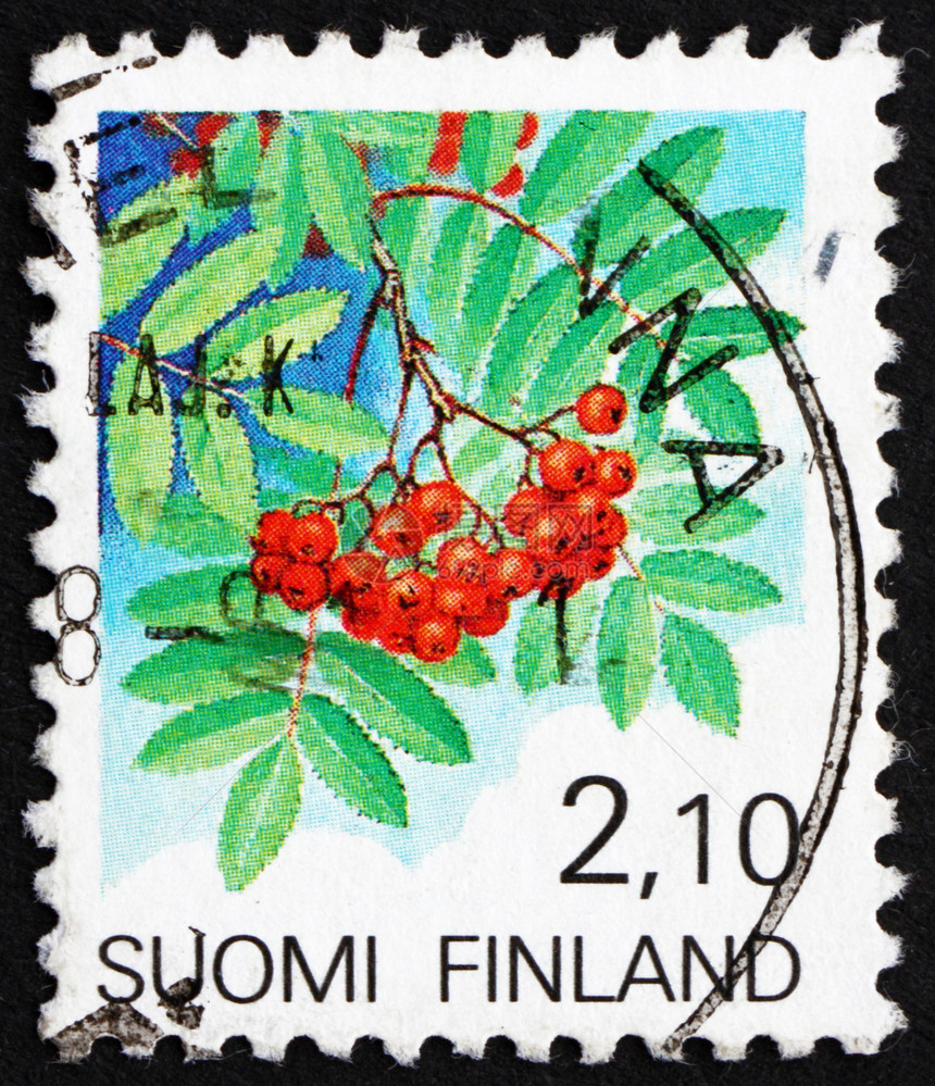 芬兰 1991 欧洲罗旺果Rowan水果古董灌木邮戳收藏集邮花梨木植物宏观邮资植物群图片