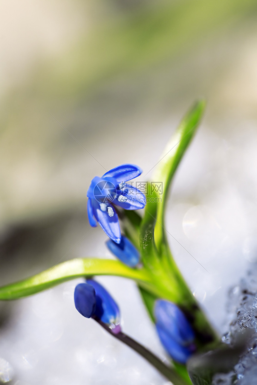 春初春季 花朵降下蓝蓝色温柔的雪滴图片