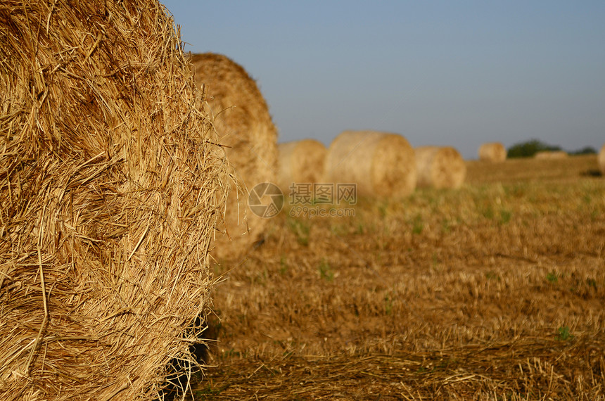 小麦干草农场土地收获生长谷物场地树桩场景季节图片