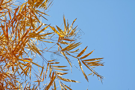 芦苇叶子竹子干燥棕色热带气候叶子蓝色树叶芦苇植物环境生活背景