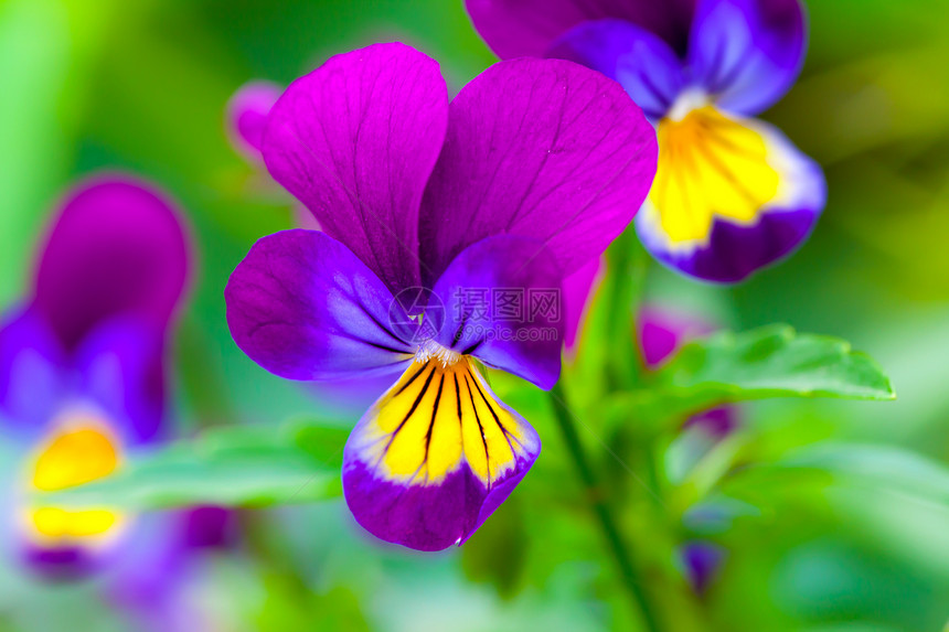 Violas 或 Pansies 在花园中特写植物群阳光蓝色野花三色花瓣叶子园艺公园紫色图片