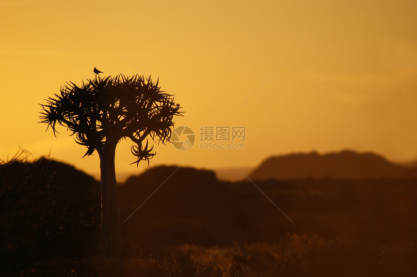 鸟儿在奎弗树夕阳上图片