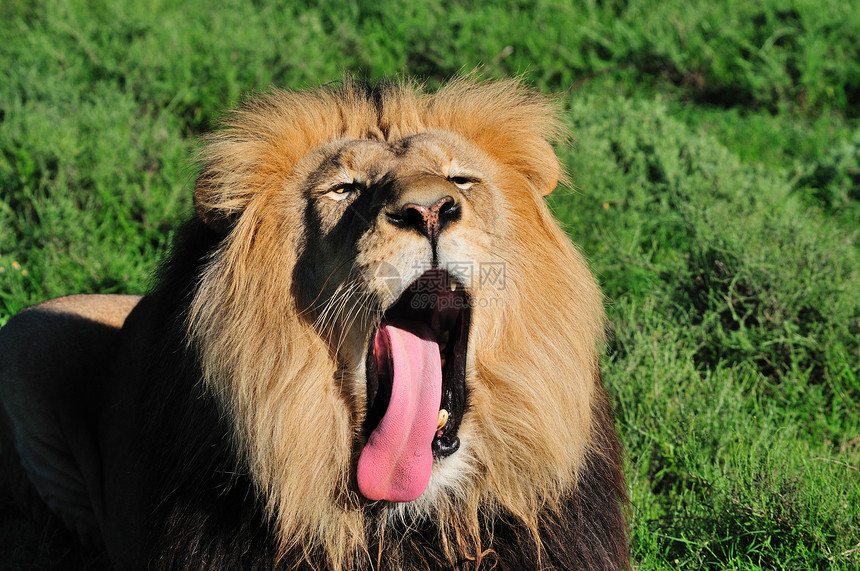 喀拉哈里狮在阿多大象国家公园葛子捕食者狮子国王男性鬃毛牙齿动物群动物沙漠图片