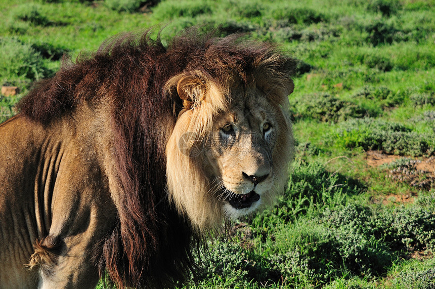喀拉哈里狮在阿多大象国家公园鬃毛葛子狮子动物群捕食者沙漠国王哺乳动物荒野动物图片