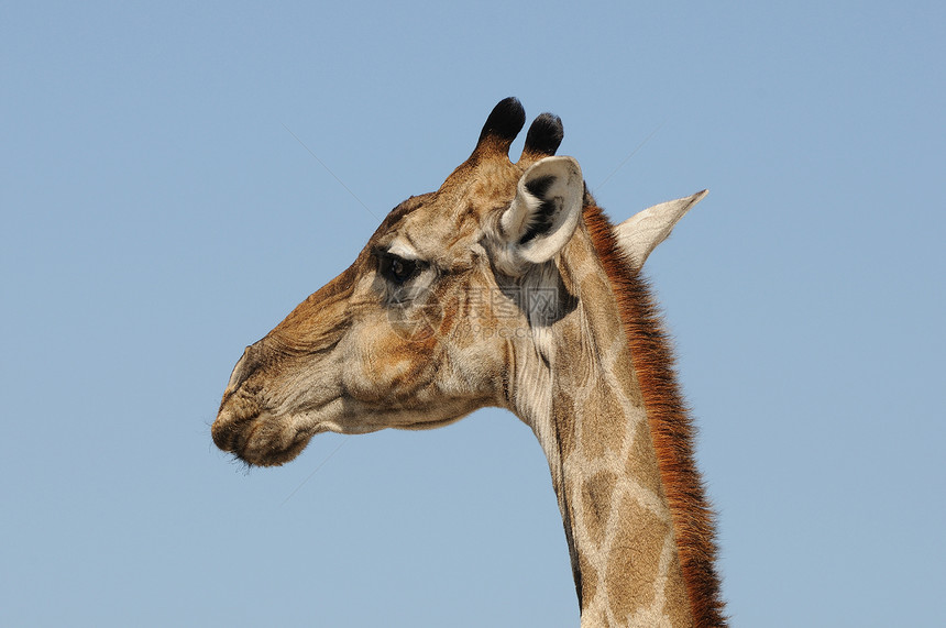 国家公园 纳米比亚动物群野生动物荒野长颈动物哺乳动物图片
