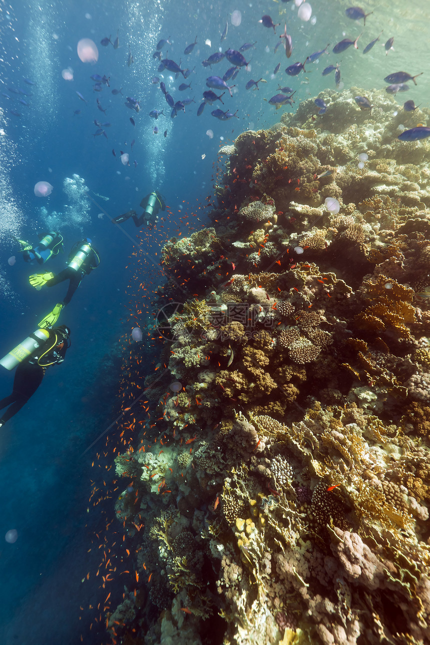 红海有多种生物 水母和热带珊瑚礁图片