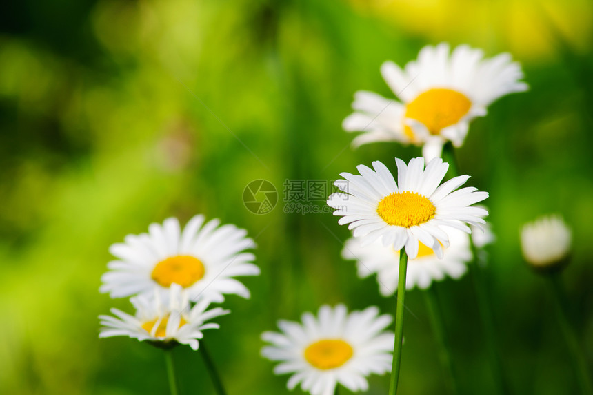 甘菊新鲜鲜花图片