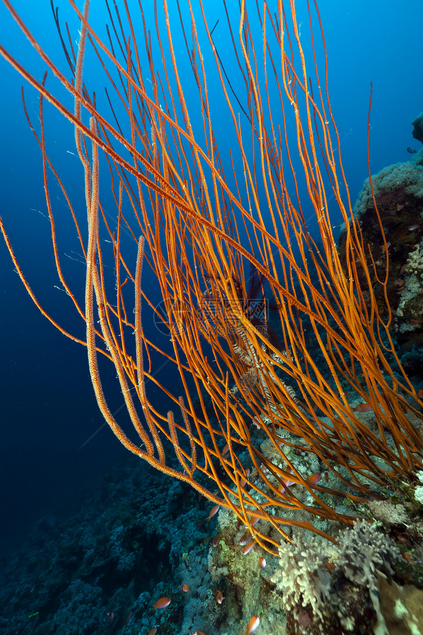 红海的红色聚群鞭和热带珊瑚礁场景海洋潜水海景天堂蓝色阳光异国珊瑚射线图片