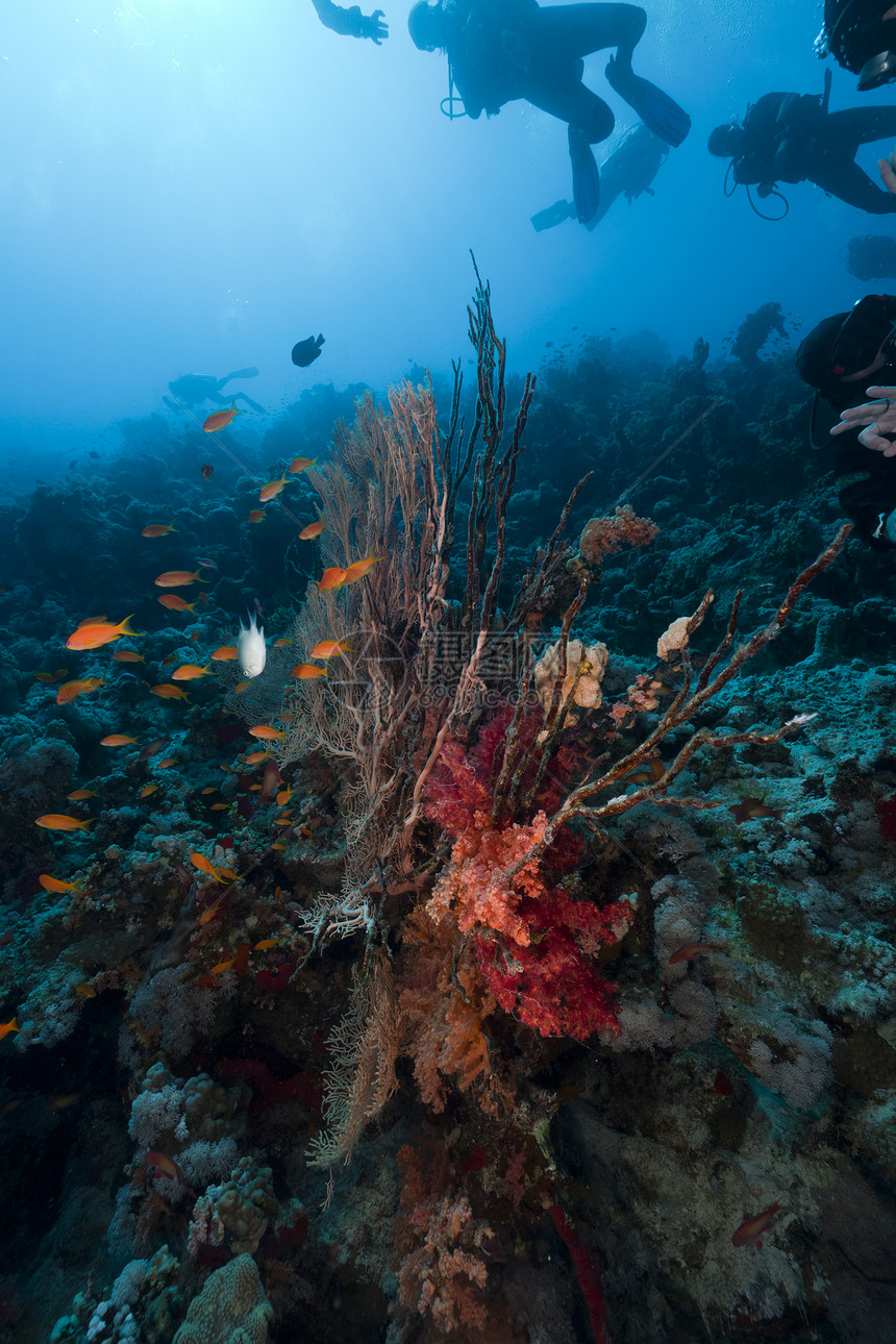红海的斯库巴潜水员和热带珊瑚礁异国植物天堂太阳潜水海洋盐水生活阳光海景图片