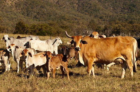 有角的肉牛奶牛种牛高清图片