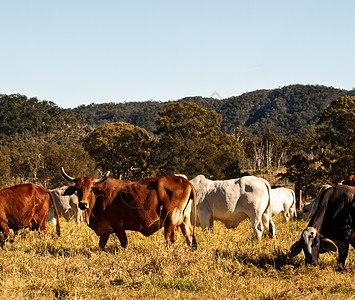 澳大利亚养牛国的鹰牛高清图片