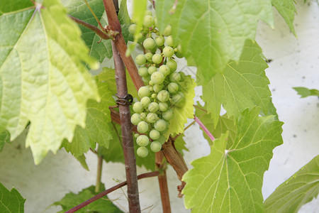 葡萄属植物葡萄树中的纯葡萄食物浆果叶子原油植物群衬套植物树叶葡萄属植被背景
