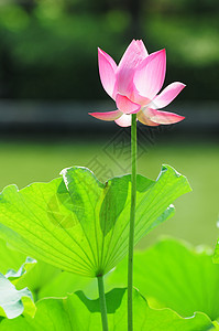 中国夸夸群莲花在池塘中开花植物群叶子冥想精神荷花园艺植物环境公园荒野背景