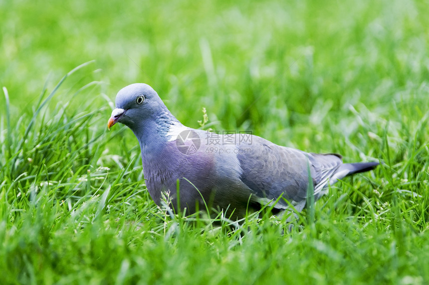 鸽子动物羽毛草地自由翅膀绿色眼睛花园灰色公园图片
