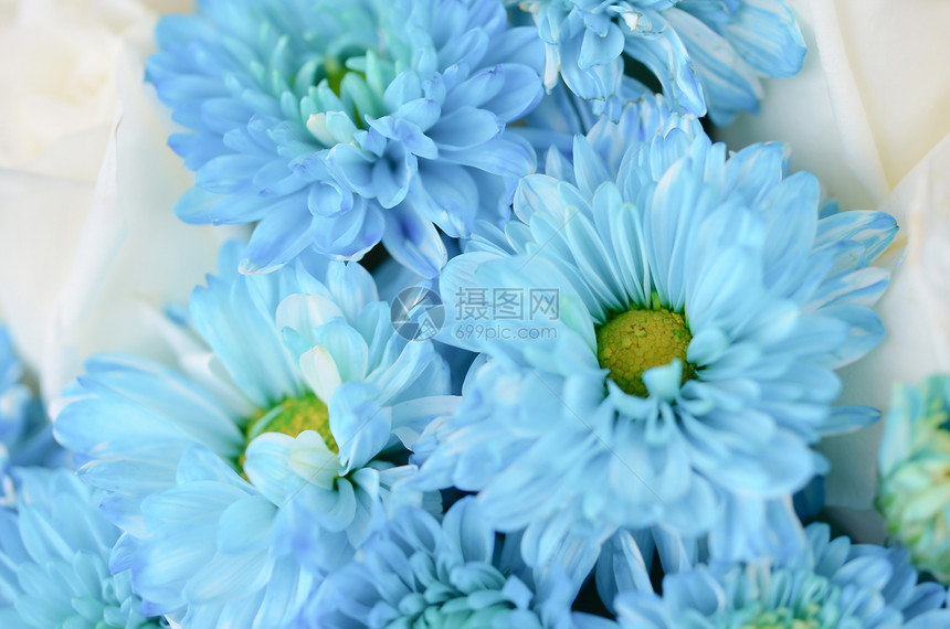 混合植物花束甘菊草本白色花瓣雏菊草本植物绿色蓝色图片