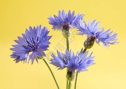 花朵花静物蓝色水平拍摄影棚夏花白色宏观对象背景图片