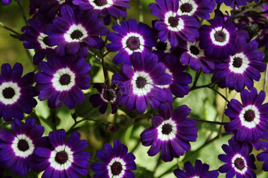 紫彩色紫色绿化花蜜花朵花粉活力蜜蜂生长植物乐趣图片