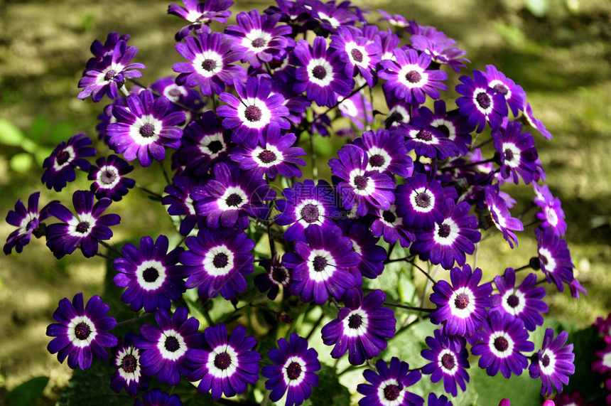 紫彩色菊科喜悦乐趣千里光区系生长花瓣紫色花蜜花朵图片