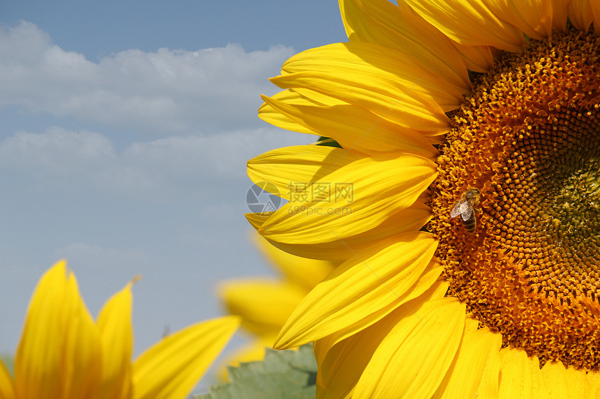向日葵和蜜蜂花蜜生长绿色花瓣季节收成文化植物熊蜂动物图片