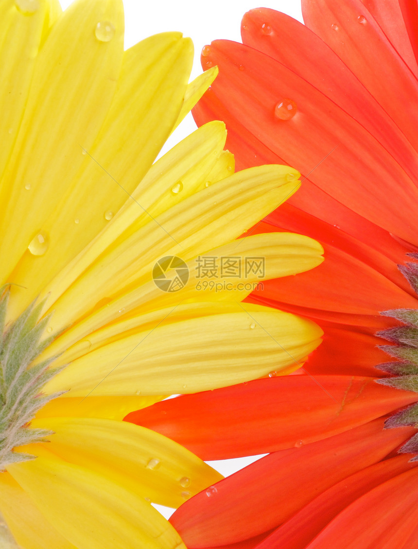 Gerbera 从下图片