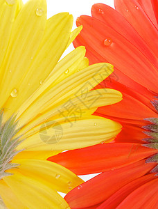 Gerbera 从下背景图片