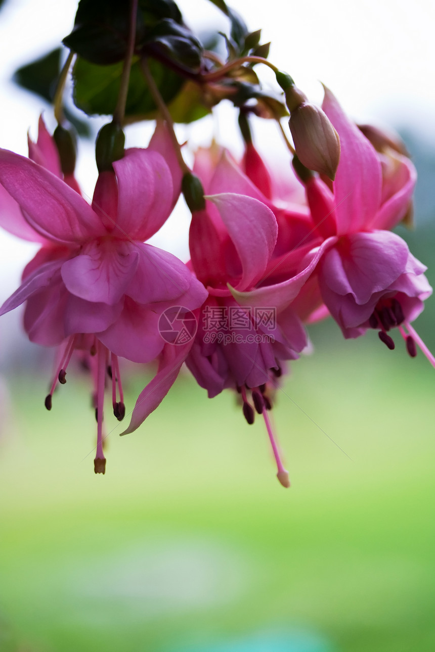 Fuchsia 花朵植物宏观热带紫色花瓣美丽叶子植物学杂交种紫红色图片