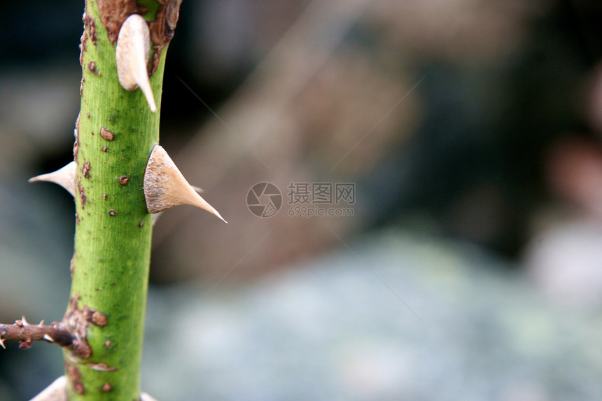 雷神植物群生长灌木丛花园环境绿色衬套生态童话树篱图片