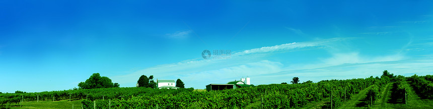 通过葡萄藤叶种植的农庄图片